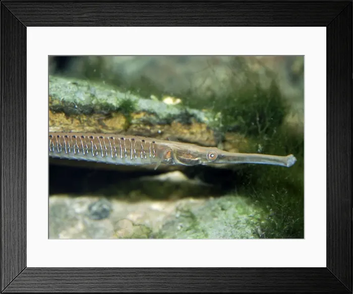 Framed Print : Short-tailed / Freshwater Pipefish - found in estuaries and coastal rivers, Sri Lanka, southern India, Nicobar Islands and east to Japan. Africa: east coast from Kenya to Natal, Madagascar and Mauritius Framed Print : Short-tailed / Freshwater Pipefish - found in estuaries and coastal rivers, Sri Lanka, southern India, Nicobar Islands and east to Japan. Africa: east coast from Kenya to Natal, Madagascar and Mauritius