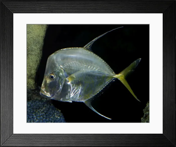Framed Print : Lookdown - coastal waters, Western Atlantic from Canada to Uruguay and Gulf of Mexico Framed Print : Lookdown - coastal waters, Western Atlantic from Canada to Uruguay and Gulf of Mexico