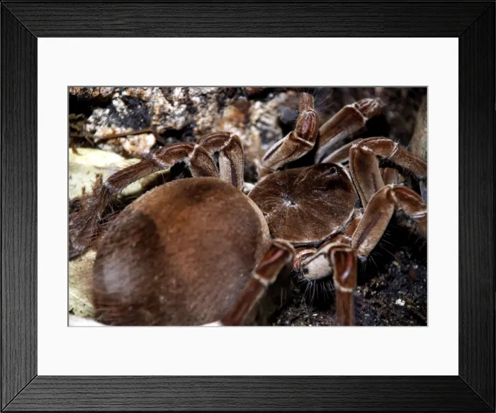Framed Print : Giant / Goliath Tarantula / Bird-eating SPIDER - Lives in burrows in damp soil of forest regions of northern South America. Up to a 30cm leg span and can weigh over 120g. Among the largest of all spiders. Its compound eyes are visiible here Framed Print : Giant / Goliath Tarantula / Bird-eating SPIDER - Lives in burrows in damp soil of forest regions of northern South America. Up to a 30cm leg span and can weigh over 120g. Among the largest of all spiders. Its compound eyes are visiible here