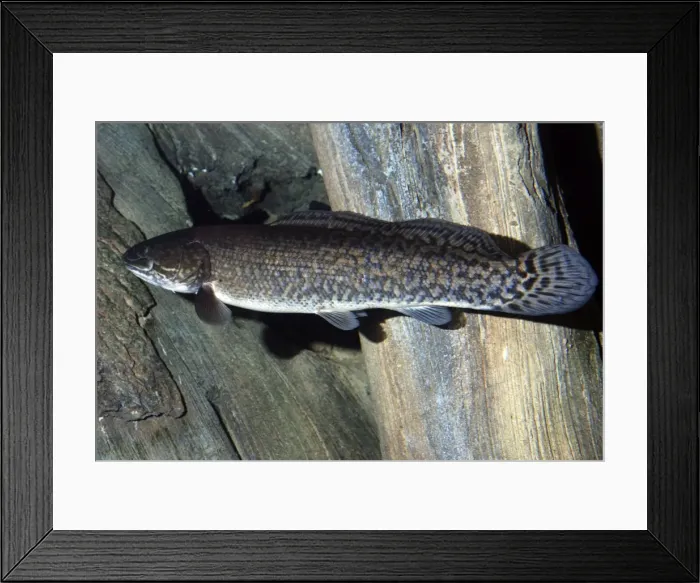 Framed Print : Bowfin - freshwaters North America Framed Print : Bowfin - freshwaters North America