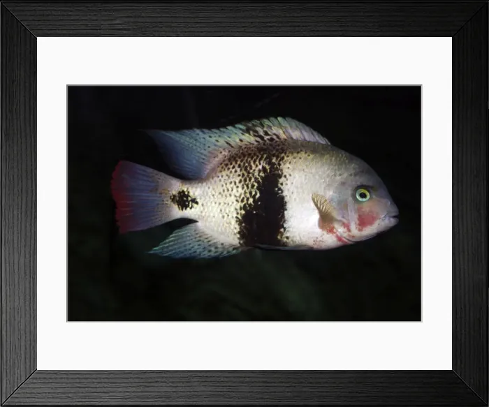 Framed Print : Black Belt Cichlid - freshwaters, Central America, Guatemala to Panama Framed Print : Black Belt Cichlid - freshwaters, Central America, Guatemala to Panama