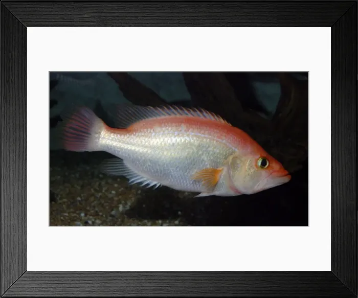Framed Print : Red Snook - Amazon Framed Print : Red Snook - Amazon