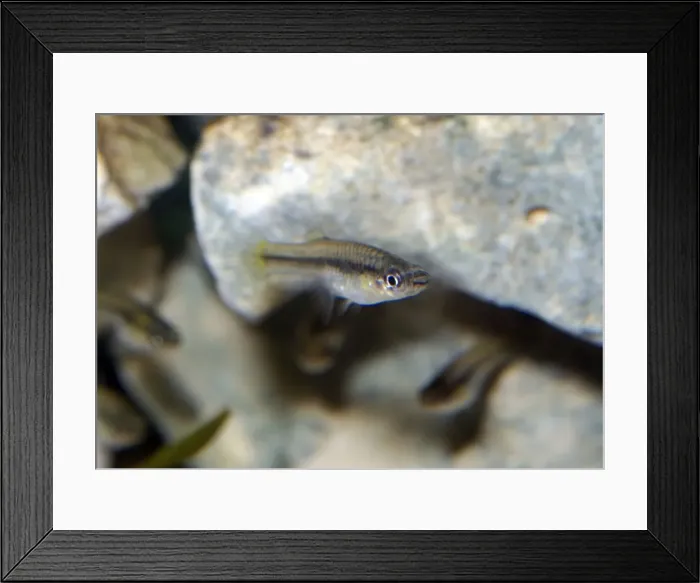 Framed Print : Common Mosquito Fish - Fresh and brackinsh waters, North and Central America. Widely introduced to many countries to control mosquitos Framed Print : Common Mosquito Fish - Fresh and brackinsh waters, North and Central America. Widely introduced to many countries to control mosquitos