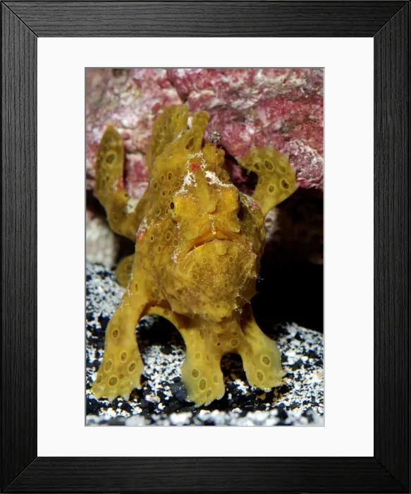 Framed Print : Frogfish / Angler Fish - Indo Pacific reefs Framed Print : Frogfish / Angler Fish - Indo Pacific reefs