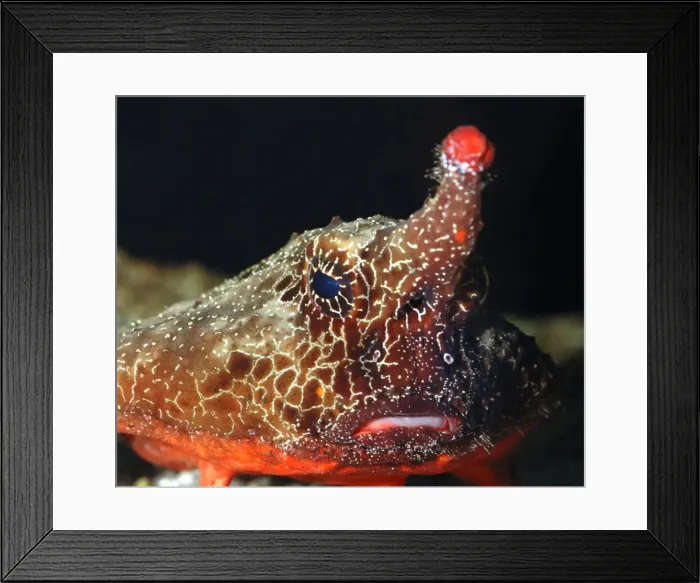 Framed Print : Walking Batfish / Toadfish - Caribbean and Gulf of Mexico Framed Print : Walking Batfish / Toadfish - Caribbean and Gulf of Mexico