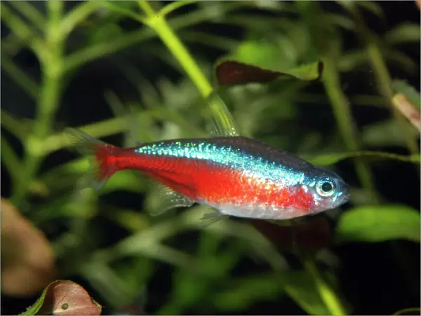 Neon Tetra - Blackwater rivers, South America (Solimoes River)