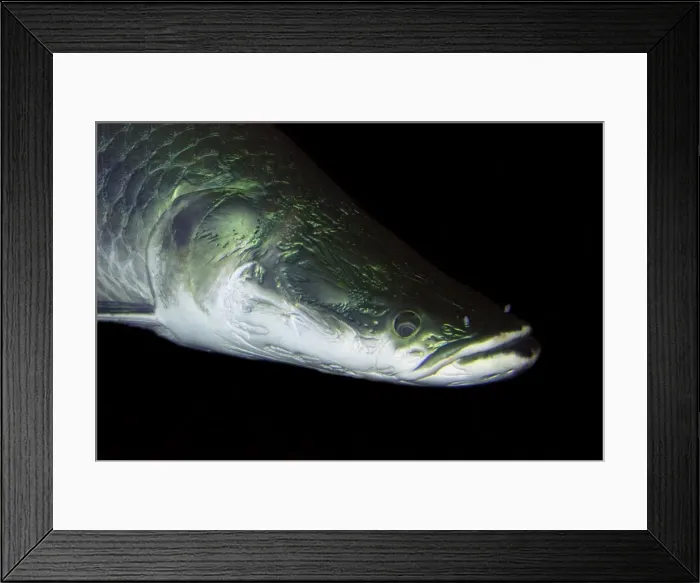 Framed Print : Arapaima - world's largest freshwater fish, Amazon Framed Print : Arapaima - world's largest freshwater fish, Amazon