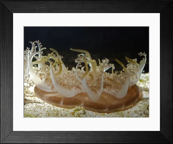 Framed Print : Upside Down Jellyfish - warm coastal seas, Atlantic and Indian Oceans Framed Print : Upside Down Jellyfish - warm coastal seas, Atlantic and Indian Oceans