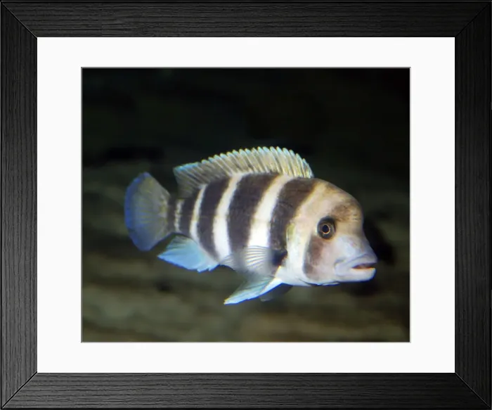 Framed Print : Humphead Cichlid - endemic to Lake Tanganyika Framed Print : Humphead Cichlid - endemic to Lake Tanganyika