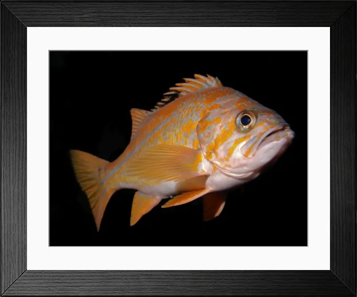 Framed Print : Copper Rockfish - Eastern Pacific coast and kelp beds from Alaska to Mexico Framed Print : Copper Rockfish - Eastern Pacific coast and kelp beds from Alaska to Mexico