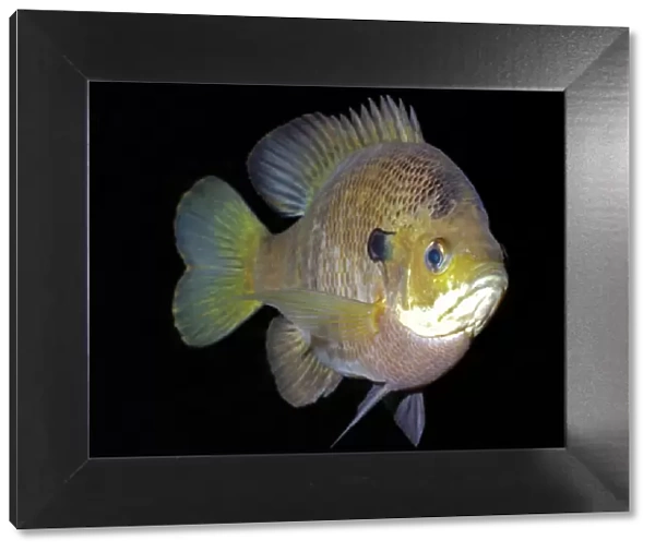 Bluegill - Freshwaters, North America; from Quebec to northern Mexico. Widely introduced as a popular sport fish