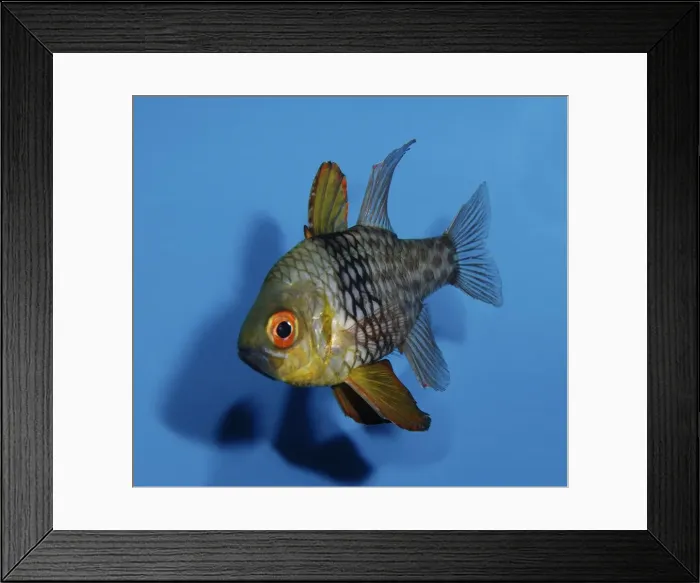 Framed Print : Orbiculate Cardinal Fish - Indo Pacific, East Africa to Philippines Framed Print : Orbiculate Cardinal Fish - Indo Pacific, East Africa to Philippines