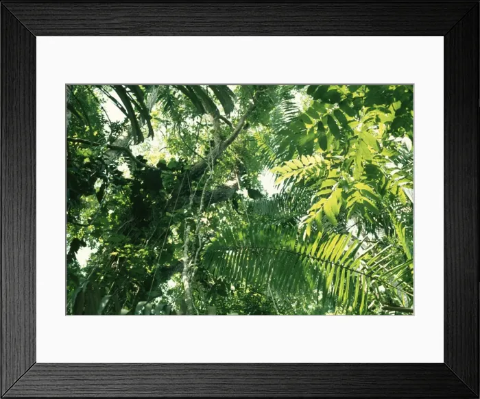 Framed Print : Tropical Forest PM 2439 Canopy © Pat Morris / ARDEA LONDON Framed Print : Tropical Forest PM 2439 Canopy © Pat Morris / ARDEA LONDON