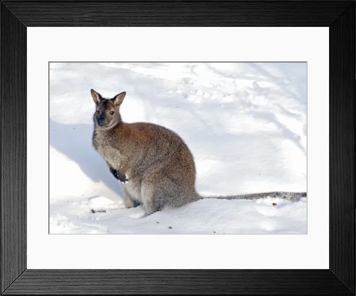 Framed Print : Red Necked Wallaby - in snow - Whipsnade Wild Animal Park Framed Print : Red Necked Wallaby - in snow - Whipsnade Wild Animal Park