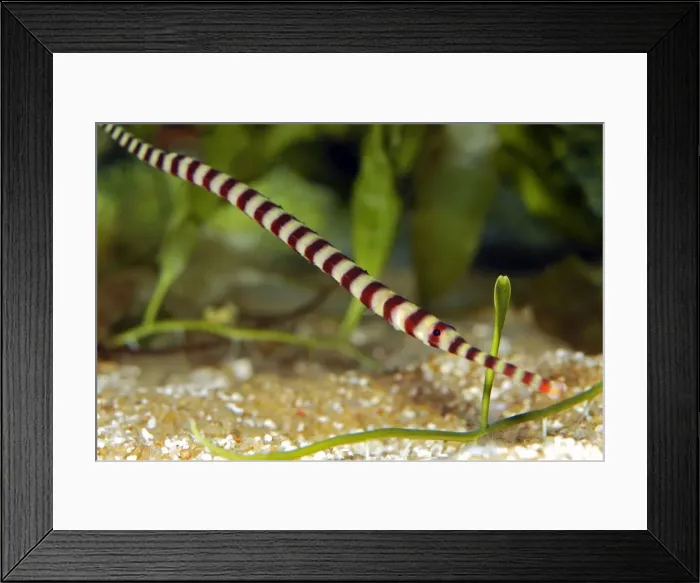 Framed Print : Ringed Pipefish - Indo-Pacific from East Africa to Samoa and Australia Framed Print : Ringed Pipefish - Indo-Pacific from East Africa to Samoa and Australia