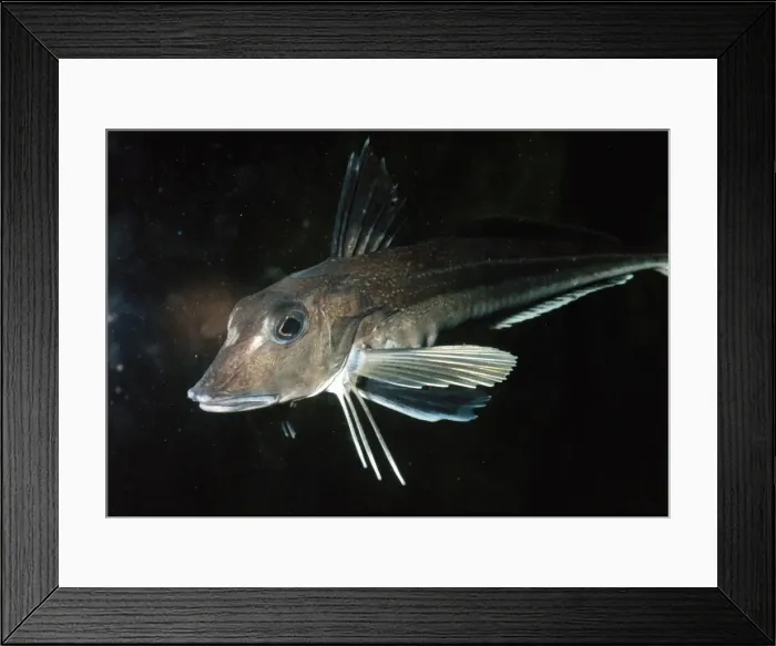 Framed Print : Grey Gurnard British marine Framed Print : Grey Gurnard British marine