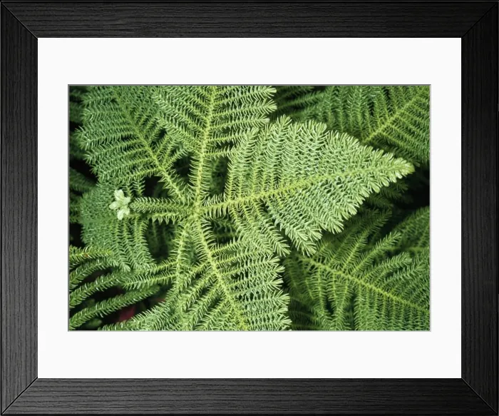 Framed Print : Norfolk Island Pine Framed Print : Norfolk Island Pine