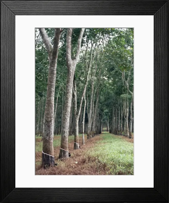 Framed Print : Rubber Trees Malaysia Framed Print : Rubber Trees Malaysia