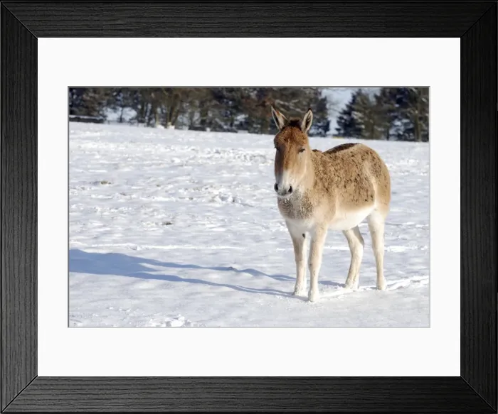 Framed Print : Asian Wild Ass / Onagar - in snow - Whipsnade Wild Animal Park Framed Print : Asian Wild Ass / Onagar - in snow - Whipsnade Wild Animal Park