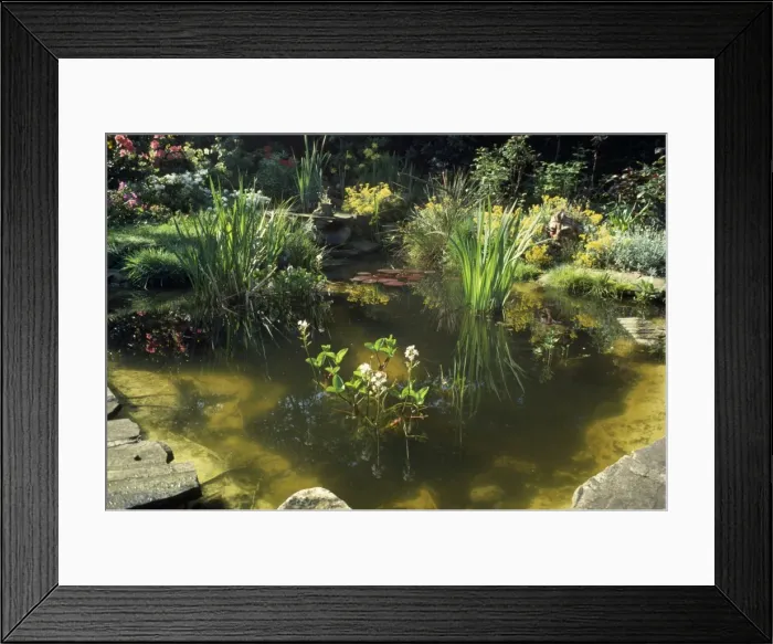 Framed Print : Garden Pond - with a variety of Water Plants, Bog Bean, Water Lilies, Burr Reed Framed Print : Garden Pond - with a variety of Water Plants, Bog Bean, Water Lilies, Burr Reed
