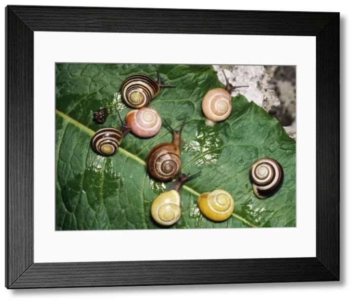 Framed Print : Banded Snails - showing genetic polymorphism in wide variety of colour patterns within one species Framed Print : Banded Snails - showing genetic polymorphism in wide variety of colour patterns within one species
