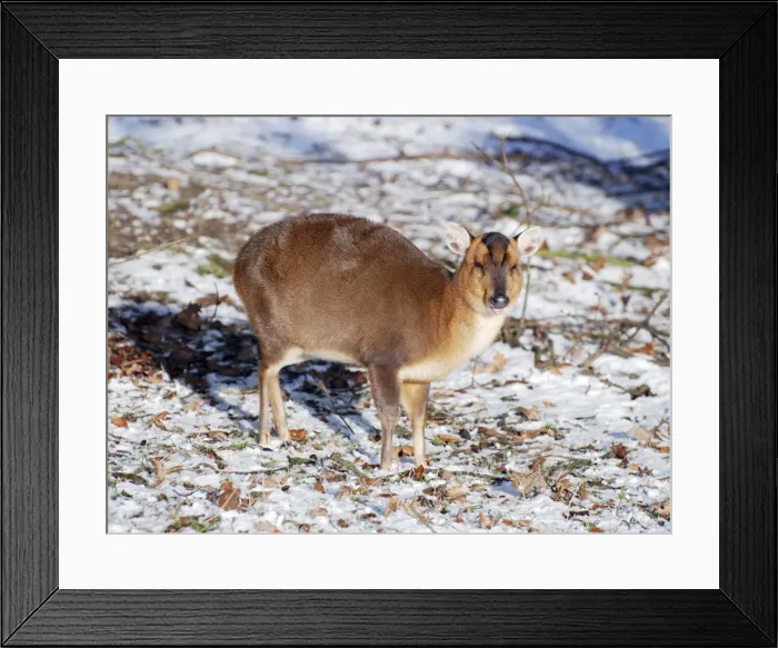 Framed Print : Muntjac Deer - in snow - naturalised in Britain Framed Print : Muntjac Deer - in snow - naturalised in Britain