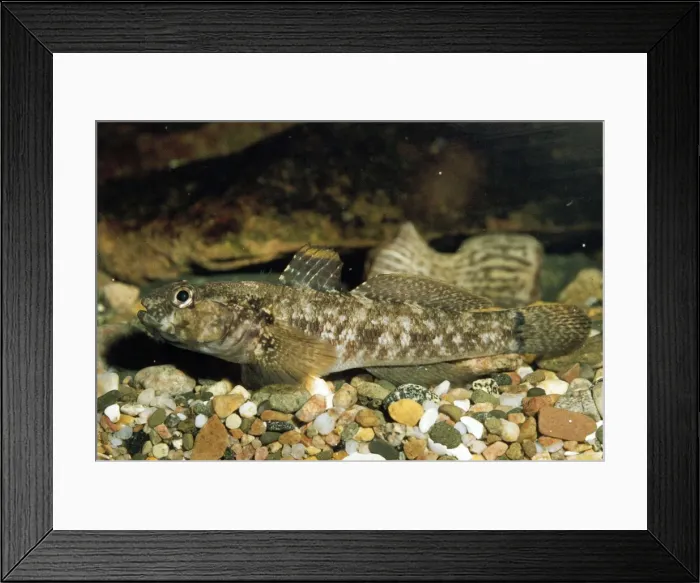 Framed Print : Rock Goby. PM-2843. Rocky Goby. Gobius paganellus Framed Print : Rock Goby. PM-2843. Rocky Goby. Gobius paganellus
