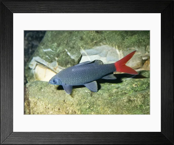 Framed Print : Red-tailed Catfish Asia