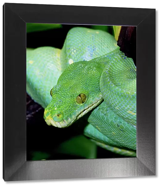 Green Tree Python - Distribution: forests of New Guinea and North East Australia