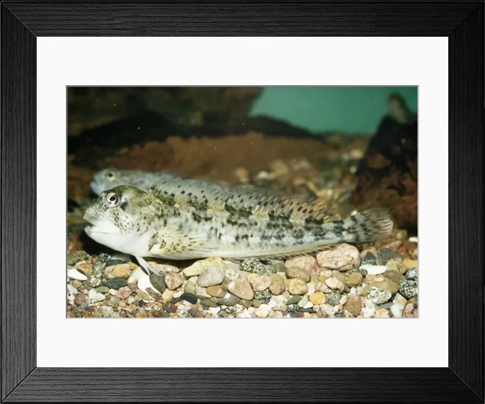 Framed Print : Blenny. PM-2846. BLENNY / Shanny fish. Lipophrys pholis ( formerly Blennius pholis) Framed Print : Blenny. PM-2846. BLENNY / Shanny fish. Lipophrys pholis ( formerly Blennius pholis)