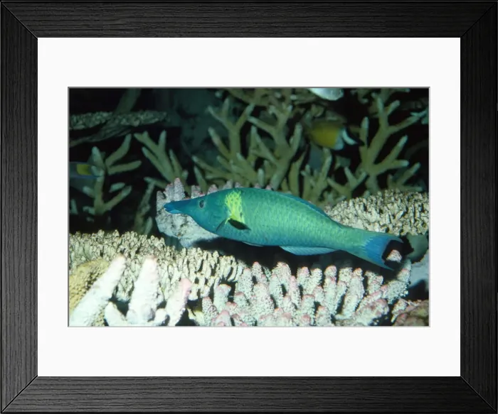 Framed Print : Bird Wrasse Fish Indian Ocean Framed Print : Bird Wrasse Fish Indian Ocean