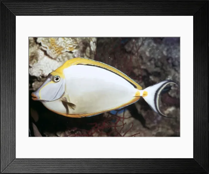 Framed Print : Orangespine Unicorn / Surgeon / Tang Fish Naso lituratus - Red Sea / Indian Ocean Framed Print : Orangespine Unicorn / Surgeon / Tang Fish Naso lituratus - Red Sea / Indian Ocean