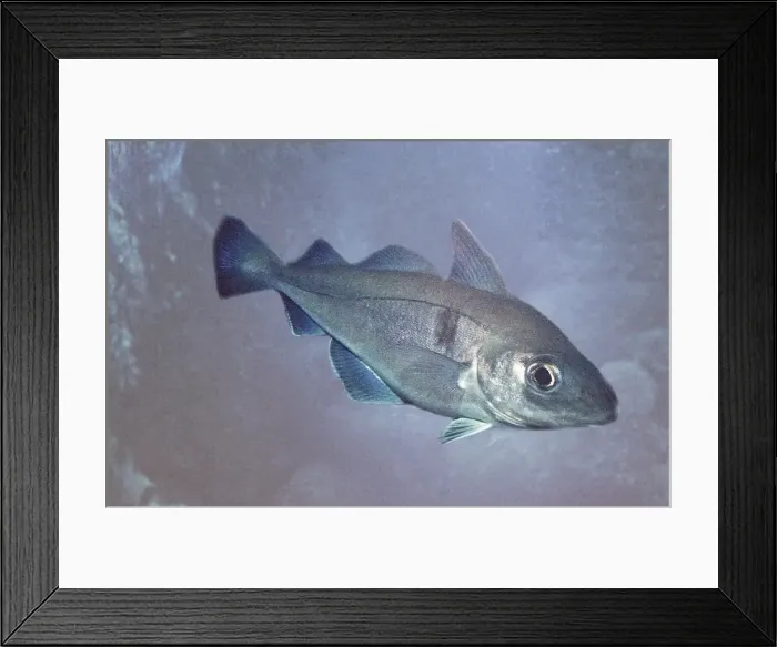 Framed Print : Haddock Fish. North Atlantic Framed Print : Haddock Fish. North Atlantic