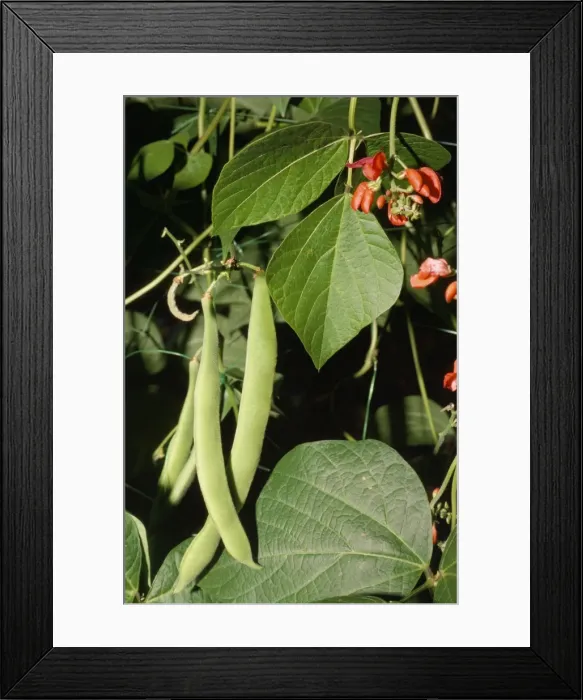 Framed Print : Runner Beans Framed Print : Runner Beans