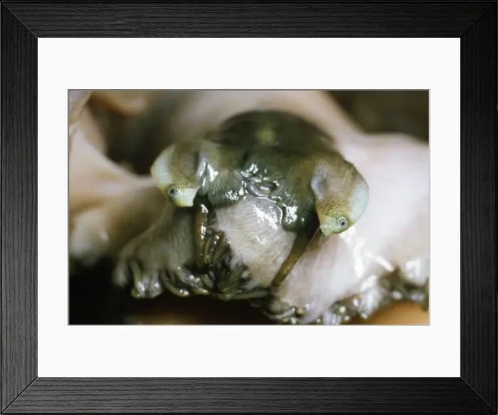 Framed Print : Ormer Fish - head & eyes UK Framed Print : Ormer Fish - head & eyes UK