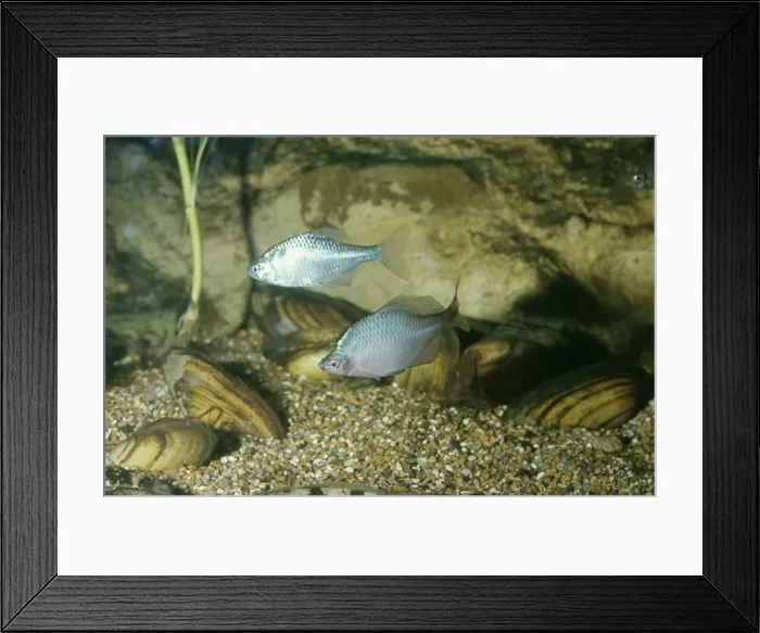 Framed Print : Bitterling Fish Male & Female With Mussels where they lay eggs British Freshwater Framed Print : Bitterling Fish Male & Female With Mussels where they lay eggs British Freshwater