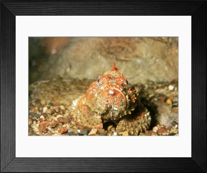 Framed Print : Stone Fish Framed Print : Stone Fish