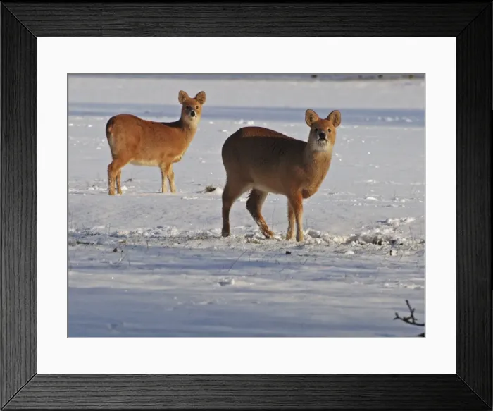 Framed Print : Chinese Water Deer - in snow Framed Print : Chinese Water Deer - in snow