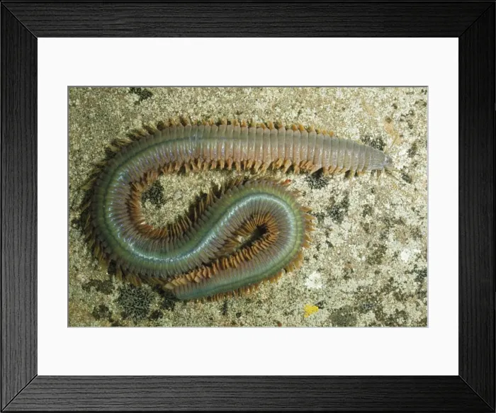 Framed Print : Ragworm UK Littoral Framed Print : Ragworm UK Littoral