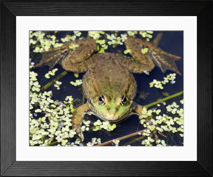 Framed Print : Marsh Frog - Europe Framed Print : Marsh Frog - Europe