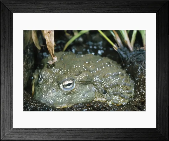 Framed Print : African Bull Frog - in mud Framed Print : African Bull Frog - in mud