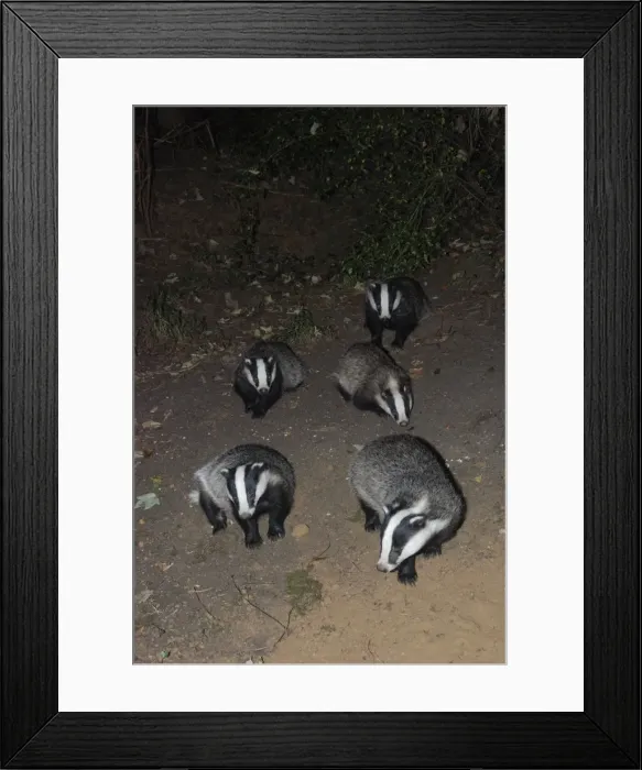 Framed Print : Badger - social group - Essex Framed Print : Badger - social group - Essex
