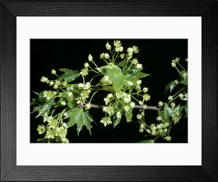 Framed Print : Sugar Maple - flowers Framed Print : Sugar Maple - flowers