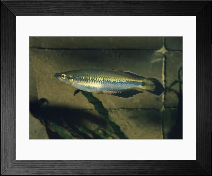Framed Print : Madagascan Rainbow Fish Framed Print : Madagascan Rainbow Fish