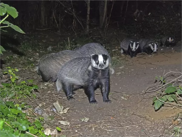 Badger - social group - Essex