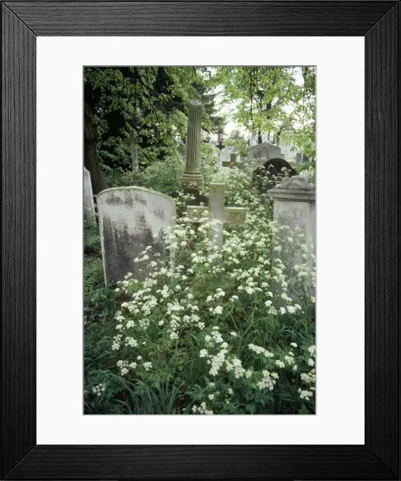 Framed Print : Plants - in cemetry London, UK Framed Print : Plants - in cemetry London, UK