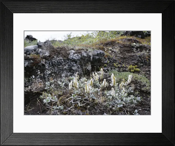 Framed Print : Wolly Willow - in habitat Iceland Framed Print : Wolly Willow - in habitat Iceland