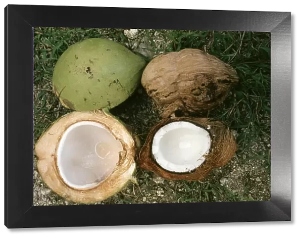 Coconuts - ripe & unripe