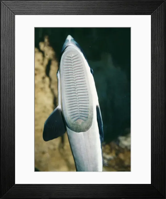 Framed Print : Remora  /  Sucker Fish PM 4917 Sucker is modified dorsal fin Echeneis naucrates © Pat Morris  /  ARDEA LONDON