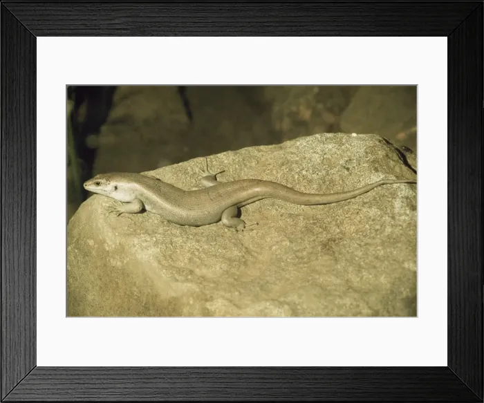 Framed Print : Round Island Skink Framed Print : Round Island Skink